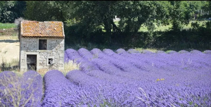 Un champ de lavande en fleur devant une petite bergerie en pierre à toit de tuiles